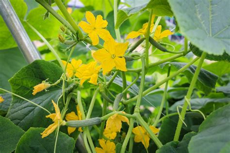 Cucumber Flowers » Get the Low-Down on Their Workings