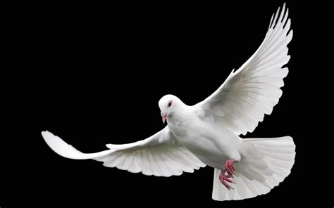 🔥 [70+] White Dove Wallpapers | WallpaperSafari