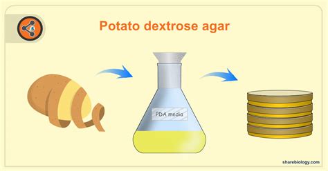 Sabouraud Dextrose Agar (SDA) Sharebiology, 58% OFF