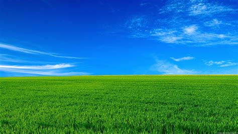 Green Grass Under Blue Sky HD Nature Wallpapers | HD Wallpapers | ID #45110