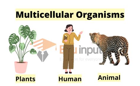 What Are Multicellular Organisms? - Characteristics and Organization