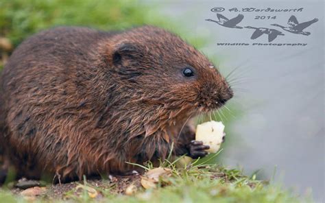 Water Vole Animal Facts | Arvicola amphibius | AZ Animals