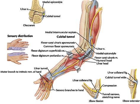 Ulnar Nerve Anatomy Cross Section