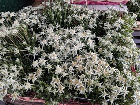 What is Edelweiss? All about this Legendary Flower | A German Girl in ...