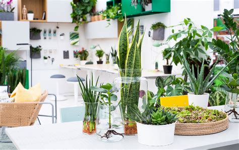 Office Cubicle Plants