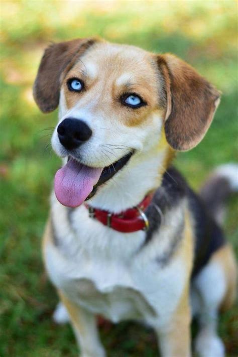 Diesel - Medium Male Beagle x Siberian Husky Mix Dog in VIC - PetRescue