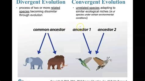 Convergent and Divergent Evolution - YouTube