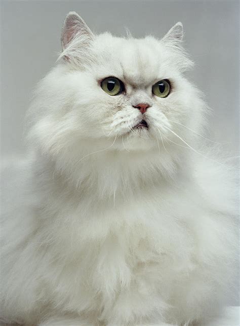 White Persian Cat, Close-up Digital by Daniel Day