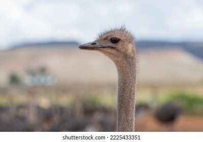 15,260 African Ostrich Feather Images, Stock Photos & Vectors ...