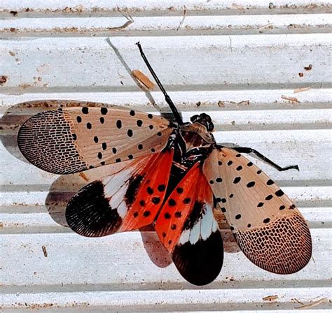 What are a Spotted Lanternfly’s Natural Enemies?