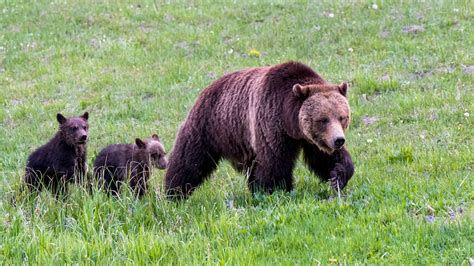 Yellowstone grizzly bears are again listed as threatened | Science | AAAS