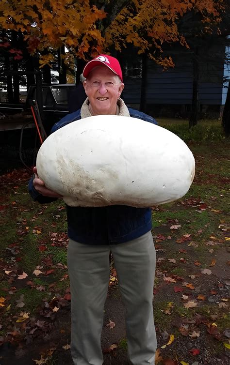 Giant puffball mushroom : r/pics