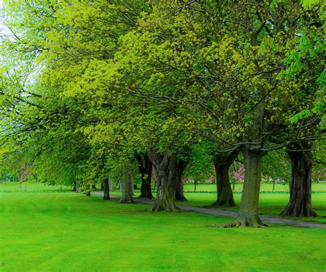 Green Grandma: Free educational resources from the Arbor Day Foundation