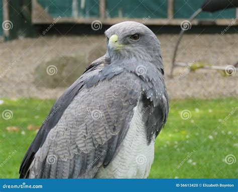 Grey Eagle Buzzard Stock Photo - Image: 56613420