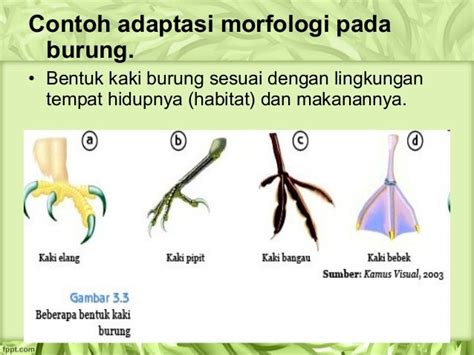 Pengertian Adaptasi Dan Macam Macam Adaptasi - Riset