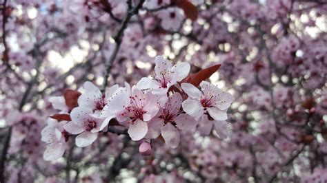 Spring in Bloom: Flowering Trees Around Palo Alto - Canopy : Canopy