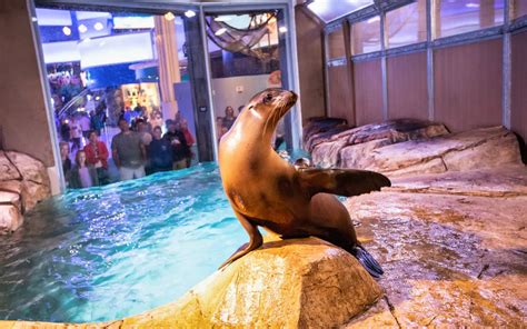 Book Georgia Aquarium Tickets 2021 | Exclusive Deals & Discounts