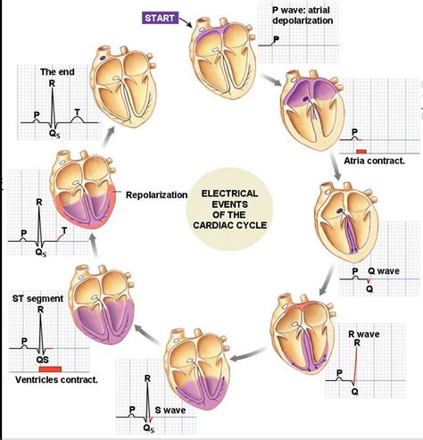 Associate Degree Nursing Physiology Review