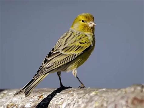 Atlantic canary singing, sounds Atlantic canary | Пение Атлантической ...