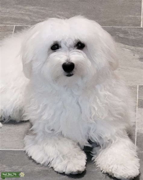 White Havanese - Stud Dog in Florida, United States | Breed Your Dog