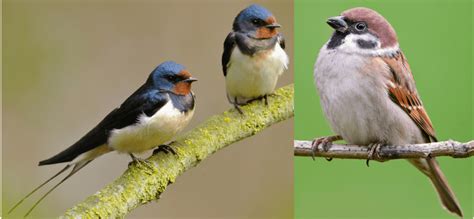 15 COMMON Birds That Are Found in the Philippines! (2024) - Bird ...