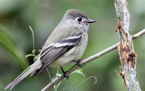 Hammond's Flycatcher | Audubon Field Guide