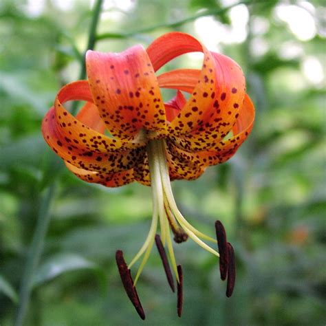 Beautiful Wild American Tiger Lily Lilium Superbum - 40 Seeds