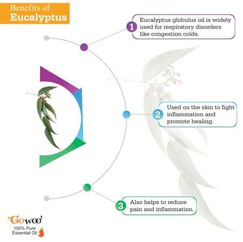 GO WOO 100% Pure Eucalyptus Oil for Cough, Colds, Clear Breathing ...