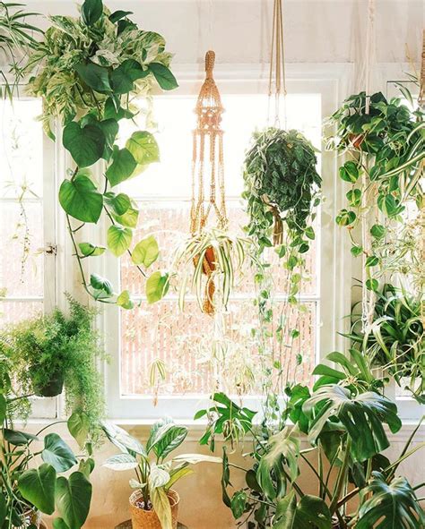 The Best 9 Indoor Hanging Plants Even A Beginner Won't Kill | Posh Pennies