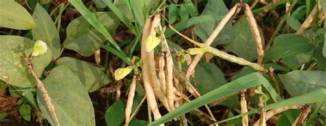 Planting Cowpeas Guide What You Need To Know