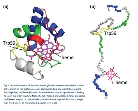 Protein Folding Pathway