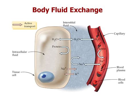 Most significant solute in fluid compartments - simbillo