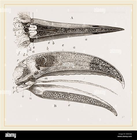 Internal Structure of Beak and Head Toucan Stock Photo - Alamy