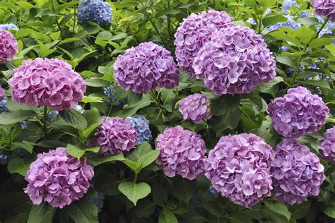 Do Hydrangeas Need Full Sun? | Pepper's Home & Garden