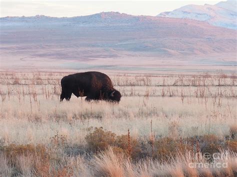 Grazing Bison Photograph by Adrienne Franklin | Pixels