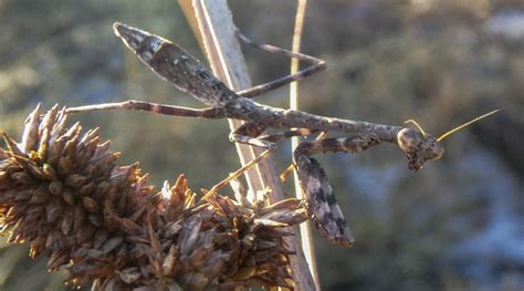 Are Carolina Mantis Dangerous? Uncovering the Truth - What's That Bug?