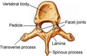 Dr. Arun L.Naik - Spine Anatomy | Dr. Arun L Naik