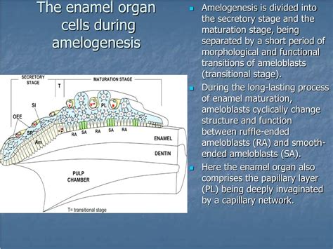 PPT - Enamel : Composition , Formation , and Structure PowerPoint ...