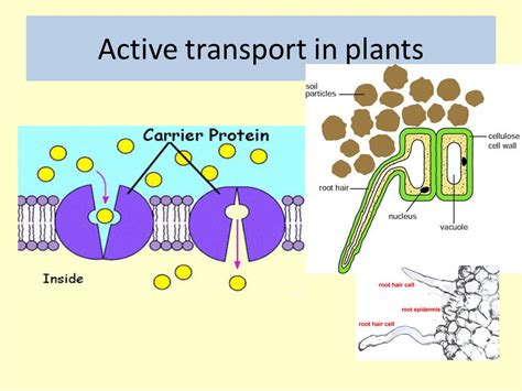 Active Transport And Diffusion In Plants