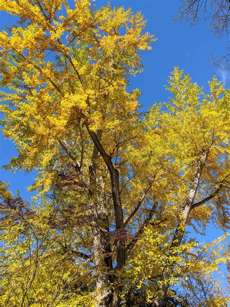 The Ginkgo Trees Lose Their Leaves - The Martha Stewart Blog