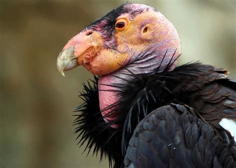 North America's Endangered Birds | HubPages