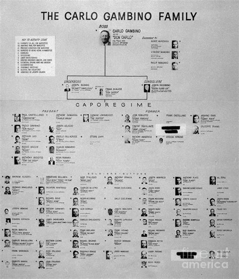 Chart Of Gambino Crime Family by Bettmann