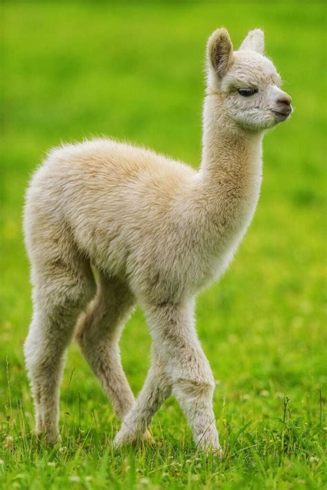 Midlands family tap into 'alpaca tourism' with venture - Agriland.ie