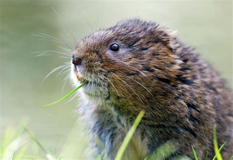 Water Vole Photograph by John Devries/science Photo Library - Fine Art ...