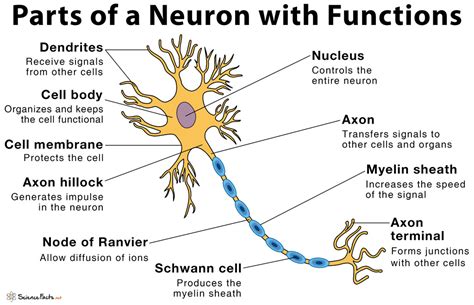 Neuron Structure