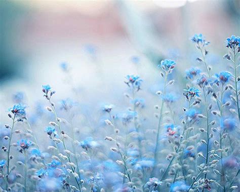 blue flowers - cynthia-selahblue (cynti19) Wallpaper (30569029) - Fanpop