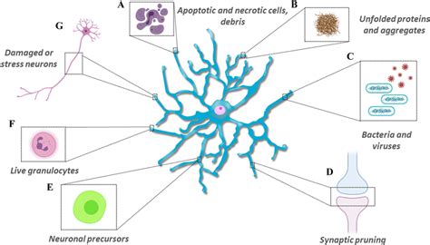 Microglial Cells