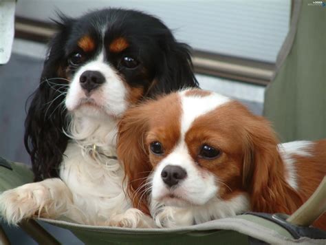 Cavalier King Charles spaniel, sweet - Dogs wallpapers: 2832x2128