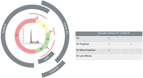 Advanced Cell Cycle Analysis Data