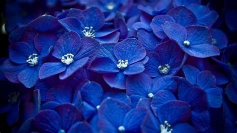 Blue Hydrangea Wallpaper - WallpaperSafari